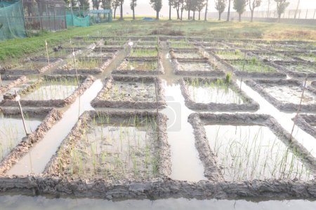 paddy plant on experimental field To discover new species
