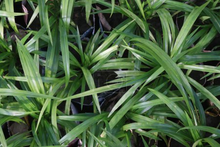 Pandan plant on nursery for sell are cash crops. source of vitamins and antioxidants known to help boost the immune system and prevent conditions like cancer, heart disease, diabetes