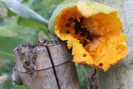 Ripe Papaya eaten by birds on farm with seed. have several health benefits. good source of dietary fibre, vitamin C, vitamin A, potassium, antioxidants, anti inflammatory properties