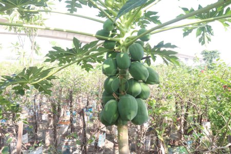 raw papaya on tree in farm for harvest are cash crops. have several health benefits. good source of dietary fibre, vitamin C, vitamin A, potassium, antioxidants, anti inflammatory properties