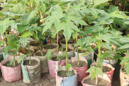 papaya seedlings on nursery for sell are cash crops. have several health benefits. good source of dietary fibre, vitamin C, vitamin A, potassium, antioxidants, anti inflammatory properties