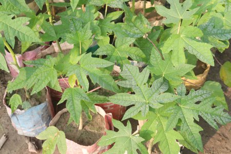 papaya seedlings on nursery for sell are cash crops. have several health benefits. good source of dietary fibre, vitamin C, vitamin A, potassium, antioxidants, anti inflammatory properties
