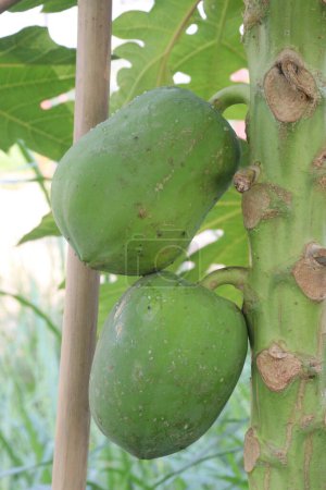 raw papaya on tree in farm for harvest are cash crops. have several health benefits. good source of dietary fibre, vitamin C, vitamin A, potassium, antioxidants, anti inflammatory properties