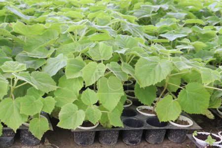 Paulownia elongata plant on nursery for sell are cash crops. contain fatty oils, alkaloids, flavonones and flavonoids with antioxidant. treat ulcers. promotes hair growth. treat bruises and warts