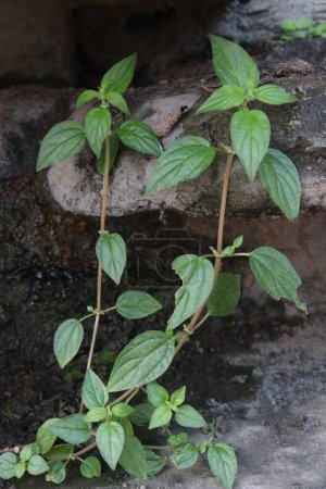 Pouzolzia hirta Pflanze auf Dschungel. ein Heilkraut, im lokalen Dialekt als Oyik bekannt, als Teil eines Hauptgerichtes, das zusammen mit Reis verzehrt wird