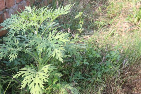 santa maria feverfew plant on jungle. People also take feverfew by mouth for fever, irregular menstrual periods, arthritis, a skin disorder called psoriasis, allergies, asthma, ringing in the ears