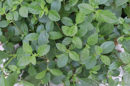 Alternanthera sessilis plant on farm for vegetable and harvest are cash crops. used as a herbal remedy to treat wounds, flatulence, nausea, vomiting, cough, bronchitis, diarrhea, dysentery, diabetes