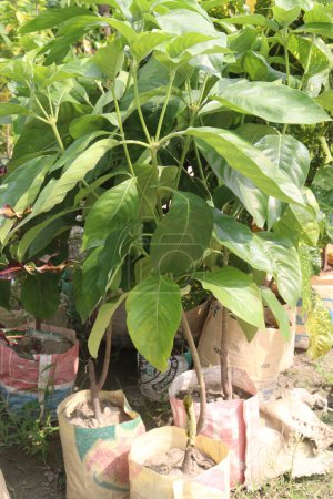 Avocado plant on nursery for sell are cash crops.reduce risk of developing cardiovascular disease, reduce living with obesity, improve cognitive function, digestive. Boosts Satiety. Manage Body Weight