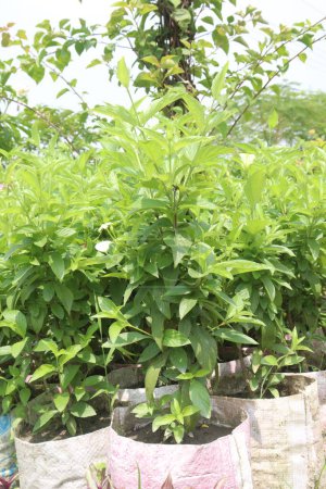 pentas lanceolata flower plant on nursery for sell are cash crops. used for anti inflammatory remedy for rheumatoid arthritis, tendonitis, gout, to treat children's colic pain, treat diabetes