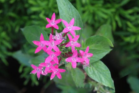 pentas lanceolata flower plant on nursery for sell are cash crops. used for anti inflammatory remedy for rheumatoid arthritis, tendonitis, gout, to treat children's colic pain, treat diabetes