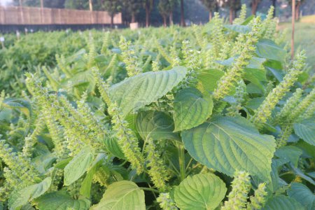 Perilla frutescens plant on farm for harvest are cash crops. garnish in Asian cooking. treat food poisoning. Leaf extracts used to be anti inflammatory, antidepressant, treat skin