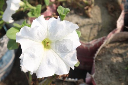 Petunia axillaris flower plant on pot in nursery for sell are cash crops. Symbolizes purity, innocence, conveying trust, spiritual purity. Enhances gardens, moonlit nights with its aesthetic