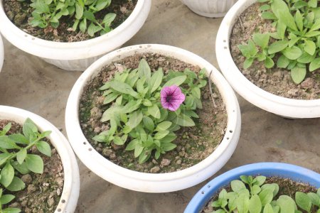 Petunia axillaris flower plant on pot in nursery for sell are cash crops. Symbolizes purity, innocence, conveying trust, spiritual purity. Enhances gardens, moonlit nights with its aesthetic