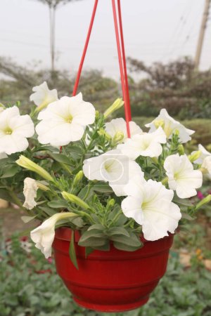 Petunia axillaris flower plant on hanging pot in nursery for sell are cash crops. Symbolizes purity, innocence, conveying trust, spiritual purity. Enhances gardens, moonlit nights with its aesthetic