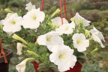 Petunia axillaris flower plant on hanging pot in nursery for sell are cash crops. Symbolizes purity, innocence, conveying trust, spiritual purity. Enhances gardens, moonlit nights with its aesthetic