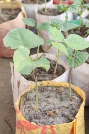 phaseolus coccineus seedling on farm for harvest are cash crops. it's garden ornaments, nutritional titans. have protein, fiber, these beans. supporting muscle growth, digestive health