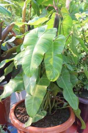 Philodendron Burle Marx plant nursery for sell are cash crops. Its unique appearance provides a visual respite, recharging your cognitive batteries and keeping your focus laser-sharp