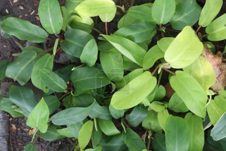 Photo for Philodendron erubescens plant on nursery for sell are cash crops. improve air quality of home. Kings of foliage. philodendron veiny, sprawling leaves are great to look, absorbing carbon dioxide,toxins - Royalty Free Image