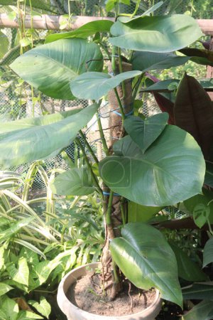 Photo for Philodendron ferrugineum Croat plant on nursery for sell are cash crops. improve air quality of home. philodendron veiny, sprawling leaves are great to look, absorbing carbon dioxide,toxins - Royalty Free Image