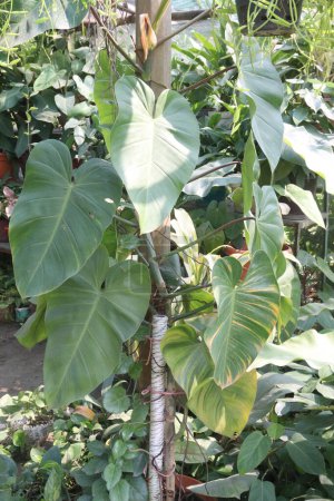 Photo for Philodendron ferrugineum Croat plant on nursery for sell are cash crops. improve air quality of home. philodendron veiny, sprawling leaves are great to look, absorbing carbon dioxide,toxins - Royalty Free Image