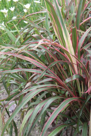 phormium jester plant on nursery for sell are cash crops. Useful for garden border, screens, rockeries, banks, patio pot, Mediterranean, formal, contemporary, dry style, coastal designs