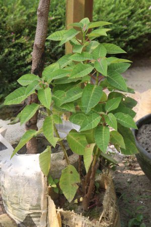 Phytolacca dioica plant on nursery for sell are cash crops. Ethnopharmacological information also revealed that Phytolacca dioica is used to heal skin wounds