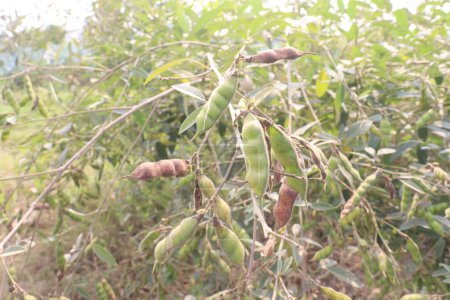 Pigeon peas plant on farm for harvest are cash crops.have dietary fibre which is essential for maintaining digestive health.reduces constipation, cramping, diarrhoea.treat eliminating parasites