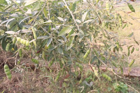 Pigeon peas plant on farm for harvest are cash crops.have dietary fibre which is essential for maintaining digestive health.reduces constipation, cramping, diarrhoea.treat eliminating parasites