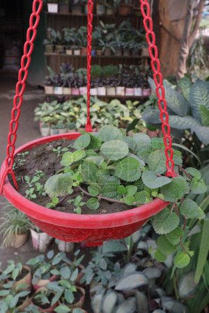 Pilea nummulariifolia plant on hanging pot on nursery for sell are cash crops. have minerals, copper, iron, vitamin C, diuretic, anti-inflammatory, antiviral