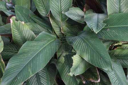 Foto de Pin-stripe calathea plant on nursery for sell are cash corps. effective air purifiers, removing toxins like formaldehyde and benzene from the air, promoting a healthier indoor environment - Imagen libre de derechos