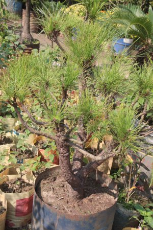 Pinus thunbergii plant on nursery for sell are cash crops. used as an alternative medicine, including anti inflammatory effects, hair growth promoting effects