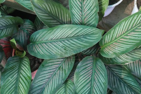 Foto de Pin-stripe calathea plant on nursery for sell are cash corps. effective air purifiers, removing toxins like formaldehyde and benzene from the air, promoting a healthier indoor environment - Imagen libre de derechos