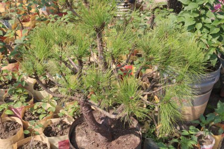 Pinus thunbergii plant on nursery for sell are cash crops. used as an alternative medicine, including anti inflammatory effects, hair growth promoting effects