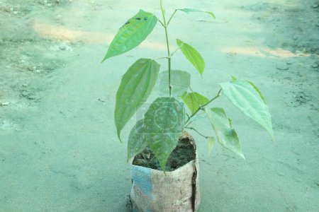 Piper chaba plant on nursery for sell are cash crops. traditionally used to treat asthma, bronchitis, haemorrhoids, dyspepsia and gases, has proven antimicrobial and anticancer properties. for spice