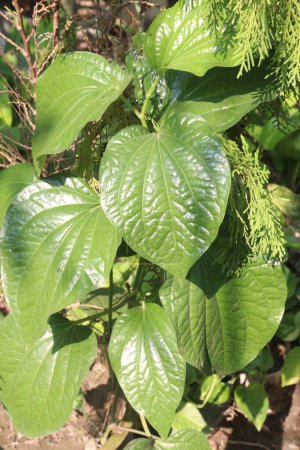 Piper chaba plant on nursery for sell are cash crops. traditionally used to treat asthma, bronchitis, haemorrhoids, dyspepsia and gases, has proven antimicrobial and anticancer properties. for spice