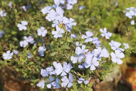 plumbago auriculata flower plant on nursery for sell are cash crops. treat wounds, broken bones, warts, black water fever. have exhibits antimicrobial, antiviral, antidiabetic, anticancer, antioxidant