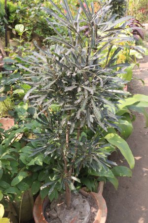 plerandra elegantissima plant on nursery for sell are cash crops. Its a good specimen plant in tubs for home and commercial office corners, Outdoor plants can be brought in during the winter months