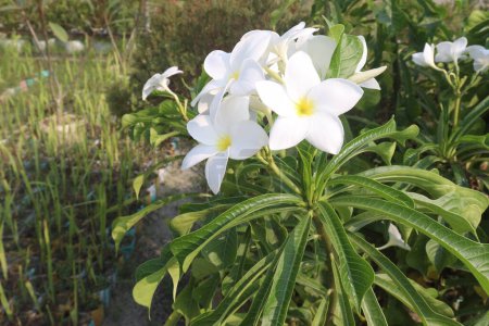 Plumeria pudica flower plant on nursery for sell are cash crops. have anti-allergic, laxative, carminative, cytotoxic, anti-microbial, anti-inflammatory, antiulcer, anti-leprosy, diuretic,anti-ascites
