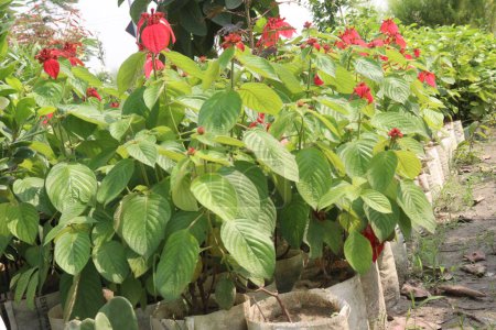 Poinsettia flower plant on nursery for sell are cash corps. for ornamental purposes during the Christmas season. treat skin warts, toothaches, however, clinical data are lacking to support these uses