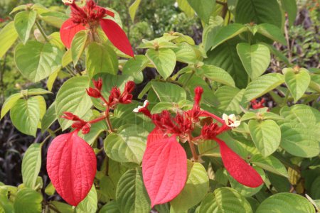 Photo for Poinsettia flower plant on nursery for sell are cash corps. for ornamental purposes during the Christmas season. treat skin warts, toothaches, however, clinical data are lacking to support these uses - Royalty Free Image