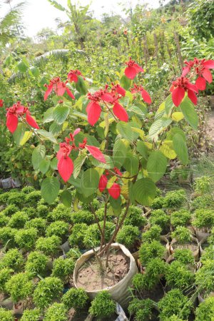 Photo for Poinsettia flower plant on nursery for sell are cash corps. for ornamental purposes during the Christmas season. treat skin warts, toothaches, however, clinical data are lacking to support these uses - Royalty Free Image