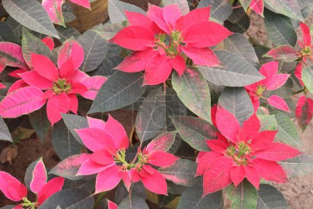 Poinsettia flower plant on nursery for sell are cash corps. for ornamental purposes during the Christmas season. treat skin warts, toothaches, however, clinical data are lacking to support these uses
