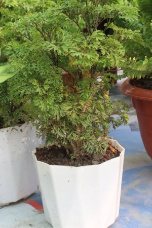 polyscias fruticosa bonsai plant on nursery for sell are cash crops. it's for beautiful house plant, boasts some perks of its own, too. it's for bonsai, symbolize peace, harmony, and balance