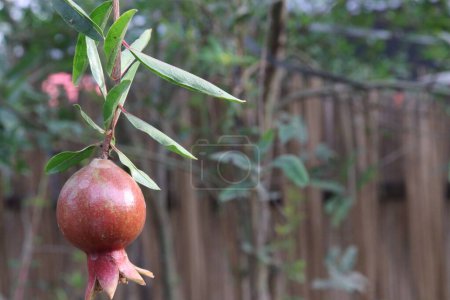 Pomegranate on plant in farm for harvest are cash crops. have antioxidants that can help protect the health of your heart, kidneys, gut microbiome, Alzheimer's disease, Parkinson's disease
