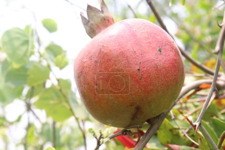 Pomegranate on plant in farm for harvest are cash crops. have antioxidants that can help protect the health of your heart, kidneys, gut microbiome, Alzheimer's disease, Parkinson's disease