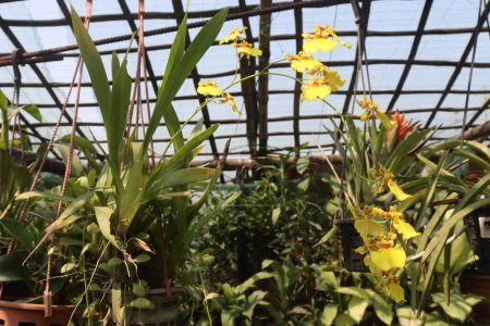 Foto de Popcorn Orchid flower plant on nursery for sell are cash crops. arrange an appropriate amount of light, They favor more sunlight than other orchid varieties, tree bark rather than in soil - Imagen libre de derechos