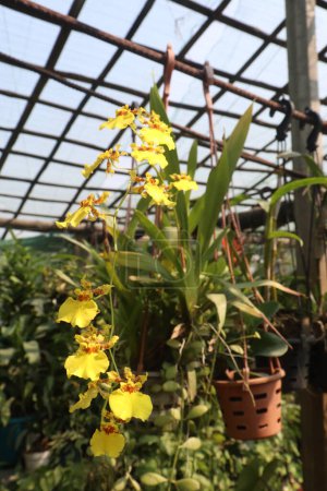 Foto de Popcorn Orchid flower plant on nursery for sell are cash crops. arrange an appropriate amount of light, They favor more sunlight than other orchid varieties, tree bark rather than in soil - Imagen libre de derechos