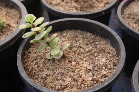 Portulacaria afra plant on nursery for sell are cash crops. treat for sore throat, mouth infections while the astringent juice is used for pimples, rashes and insect stings