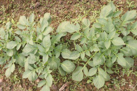 Potato plant on farm for harvest are cash crops. have fiber, antioxidants. treat heart disease by keeping your cholesterol, blood sugar levels