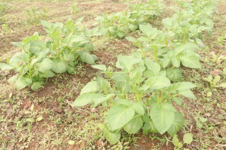 Potato plant on farm for harvest are cash crops. have fiber, antioxidants. treat heart disease by keeping your cholesterol, blood sugar levels